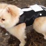 Dog Tuxedo Harness: Ring Bearer