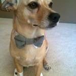 Dog Wedding Cuffs And Bow Tie: Linen Gray