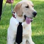 Dog Necktie For Your Wedding