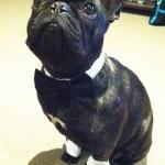 Cuffs And Bow Tie : Dark Linen Gray Combo Dog..