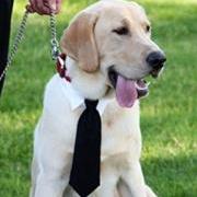 Dog necktie for your wedding